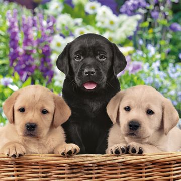 Serviettes, 3 plis pliage 1/4 33 cm x 33 cm "Dog School"