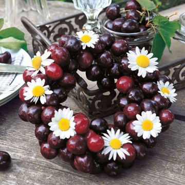 Serviettes, 3 plis pliage 1/4 33 cm x 33 cm "Sweet Cherries"